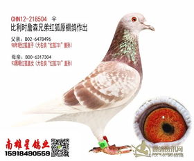 全棚精品种鸽出售,一羽不留 红狐狸731近亲回血红狐 也是冬日男孩近亲回血